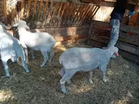 मेढ़ा, Merino sheep — फ़ोटो 7