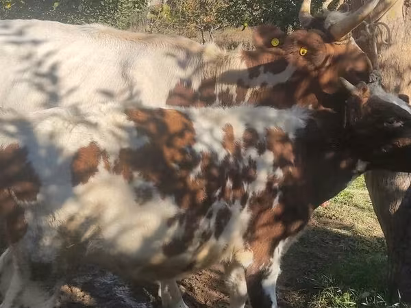Уй, Айрширская