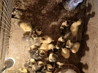 Turkeys — foto 2