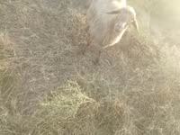 भेड़, भेड़ — फ़ोटो 3
