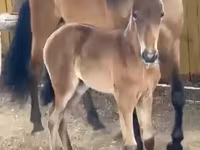 Kobyła, Paso Fino — zdjęcie 5