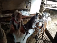 Dişi keçi, Beetal goats — foto 5