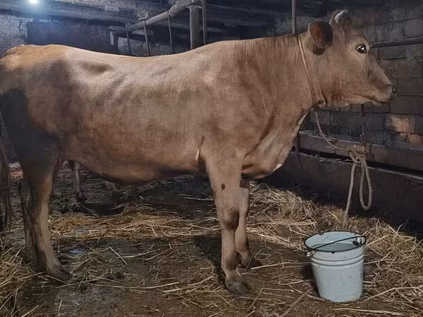 İnək, Swiss cattle