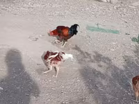 Chickens — photo 8