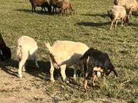 母山羊, Nubian Goat — 照片 6
