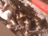 Ducks — photo 2