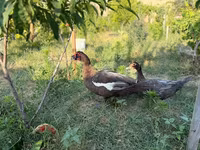 Domestic Muscovy — photo 3