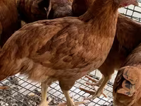 Chickens — Foto 1