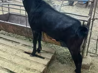 Kozioł, Nubian Goat — zdjęcie 2