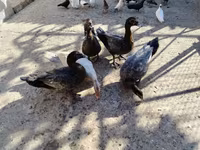 pato criollo doméstico — foto 7