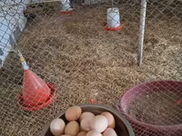 Chickens — Foto 4