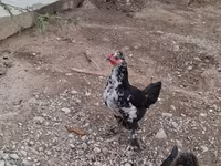 Bantam japonesa — foto 3