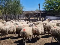 母羊, Sheep — 照片 1