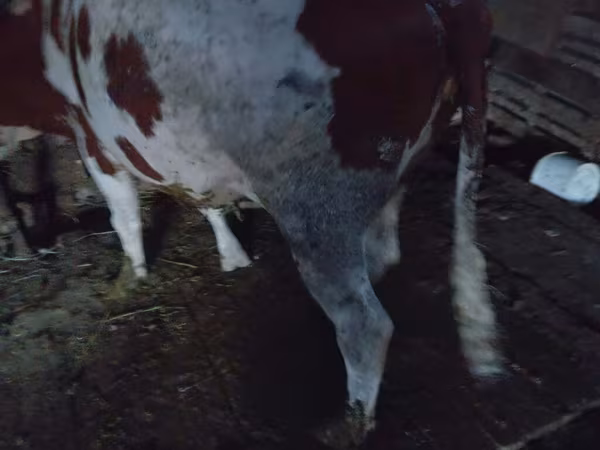 İnək, Simmental cattle