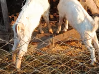 Ziegenbock, Ziegen — Foto 2