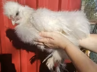 Silkie — foto 1