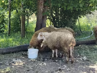 Ram, Sheep — photo 3