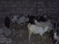 Qoç, Qoyunlar — foto 3