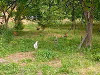 Chickens — photo 2