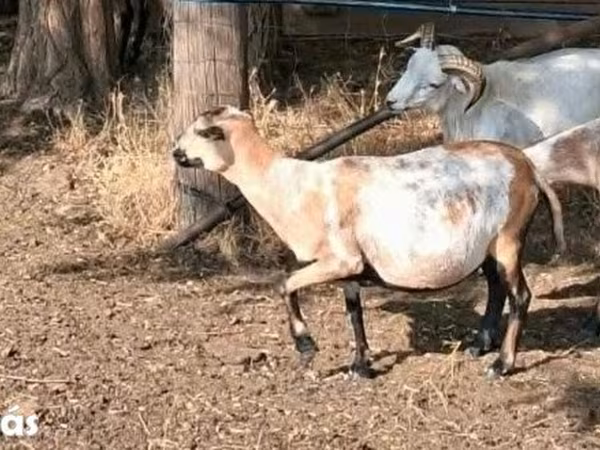 Ovce, Cameroon sheep