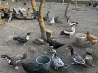 Ducks — foto 1