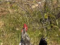 Chickens — photo 4