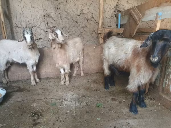 Koza, Kozy