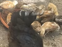 Chickens — photo 3