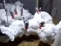 Chickens — Foto 3