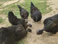 Chickens — photo 4