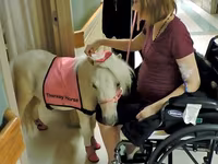 Stute, Miniature horse — Foto 1