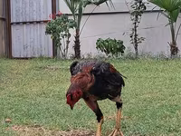 Chickens — photo 1