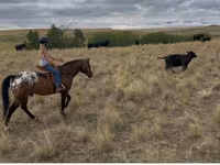 At, Horses of Sable Island — foto 7