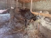 İnək, Mal-qara — foto 1