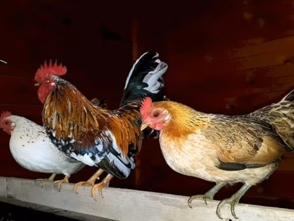 Yapon Bantam
