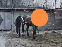 Stute, Orlov Trotter — Foto 6
