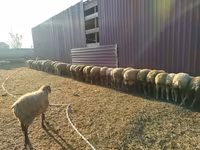 绵羊（批次，未指定性别）, Sheep — 照片 2
