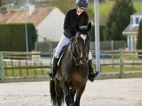 Kůň, Belgian warmblood horse — foto 5