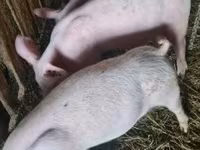 母猪, Крупная белая — 照片 1