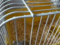 Kiçik heyvan dəsti – cüce hamster və qəfəsi - Növ: cüce hamster (boz — фото 3