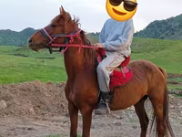 Koń, Anglo-Arabian — zdjęcie 2