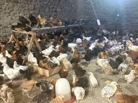 Chickens — foto 3