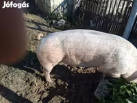 Kanec, Prasata — foto 5