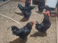Australorp — foto 3