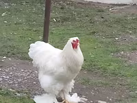 Chickens — foto 4