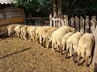 绵羊（批次，未指定性别）, Sheep — 照片 3