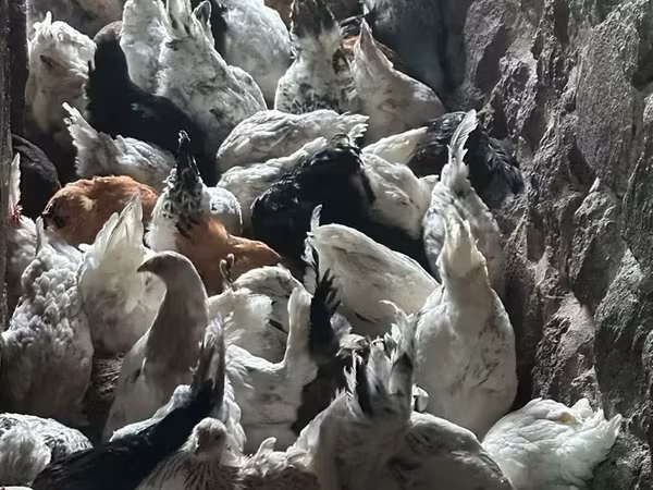 Brahma