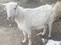 Billy Goat, Russian White goat — photo 3