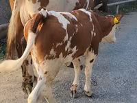 İnək, Simmental cattle — foto 3