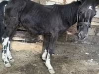 İnək, Mal-qara — foto 8